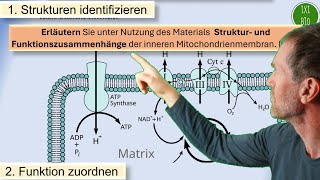 Struktur und Funktion der inneren Mitochondrienmembran  Beispielaufgabe aus meinem Leistungskurs [upl. by Nylrahs902]