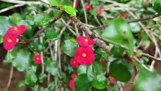 Thornless Crown Of Thorns  Geroldii Euphorbia  plants  Propogation  care tips [upl. by Brader752]