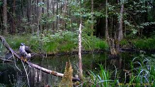 Rare Sighting Goshawk takes a Long Bath in a swamp trailcam [upl. by Orodisi434]