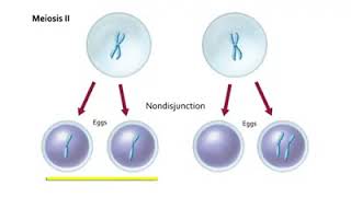 Non Disjunction in Meiosis  Non disjunction Meiosis [upl. by Klos]