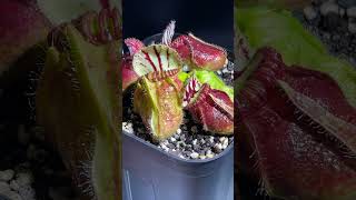 1 Cephalotus follicularis Giant Y’s  セファロタスフォリキュラリス carnivorousplants 食虫植物 植物 plants shorts [upl. by Rojam703]