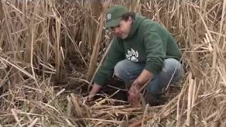 Cattails Identifying Harvesting Transplanting amp Cooking Cattials  The Most Important Plant [upl. by Nnaear]