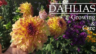 Dahlia Flower  Dahlia Flower Growing  Dahlia Plant Care  How To Grow Dahlias in Pots [upl. by Asehr924]