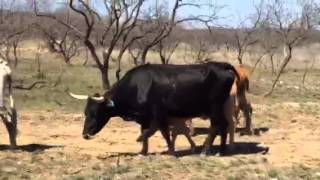 Money Making Corriente Cows [upl. by Stefanac224]