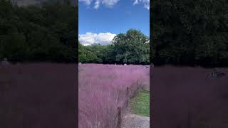 【風景】長居公園のカピラリス🌸 Muhlenbergia capillaris in Osaka Nagai Botanical Garden [upl. by Bastien91]