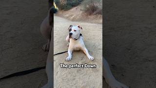 Does your dog Down is “the Sphinx down” dogs dogtraining americanbully [upl. by Anyotal293]