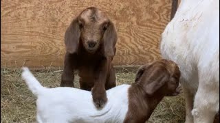 BABY GOATS  Ransom Farms Kidding Season Update 11423 farm meatgoats granja बकरी boer bore [upl. by Nosauq209]