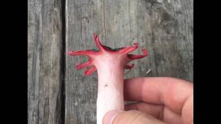 Starfish Stinkhorn Mushrooms aseroe rubra [upl. by Grizelda290]