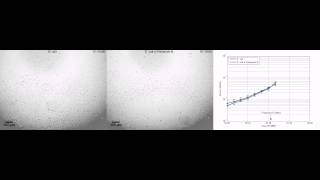 Rapid antimicrobial susceptibility testing of E coli [upl. by Aketahs815]