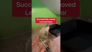 My Pet Iguana Gets A Home Makeover🦎🏡 shorts iguana [upl. by Endo]