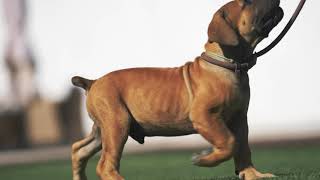 First Steps To Start Your BOERBOEL PUPPY TRAINING [upl. by Ssepmet]