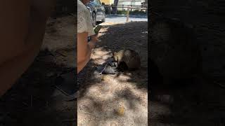 Quokkas like Blankies Rottnest Island Perth [upl. by Devlin839]