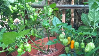 Naga Chilli Plants Update 2023 Shoker Bagan UK [upl. by Nylirrehs572]