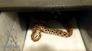 Feeding Rainbow Boa Babies [upl. by Campney295]