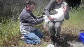 Banding a first time returning Royal Albatross at the Royal Albatross colony Dunedin New Zealand [upl. by Tanhya473]