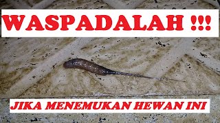 BELATUNG EKOR TIKUS Eristalis Tenax Larva Rattailed maggots Belatung Unik [upl. by Janna115]