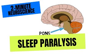 2Minute Neuroscience Sleep Paralysis [upl. by Dwain]