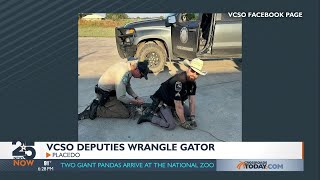 Gator Wrangling Deputy [upl. by Inaffit]