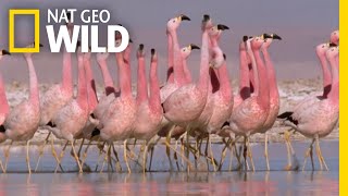 These Flamingos Have Sweet Dance Moves  Wild Argentina [upl. by Uah]