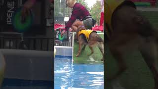 Redpath Waterfront Festival Dog Dock Diving [upl. by Icyaj83]