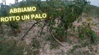 Abbiamo rotto un palo😞Vendemmia Dolcetto [upl. by Kieryt854]