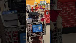 Grocery shopping with 2 shihtzus Burley Idaho [upl. by Ecerahs]