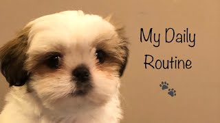 A Day in My Life  Shih Tzu Puppy [upl. by Wei]