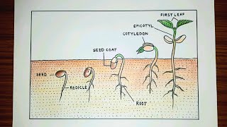 Seed germination process drawing easy  Germination process drawing [upl. by Mcbride]