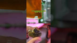 🔴My New Red Ear Slider Turtle 🐢❤️shortspond fishtankbreedingfishtankguppyfishredearedslider [upl. by Glynas]