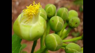 7º Ano  Aula 16  Botânica  Anatomia Vegetal  Flor Fruto e semente [upl. by Theodor440]