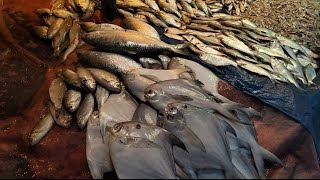 Popular Fish Market at Dhaka  Bangladesh Fish Market  Biggest Rohu Fish  Hilsa Fish  Deshi Fish [upl. by Wolgast]