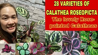 28 VARIETIES OF CALATHEA ROSEOPICTA  Identification of Calathea Roseopicta Varieties calathea [upl. by Sillad]