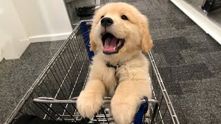 TOP HIGHLIGHTS of FUNNY PUPPIES that will make you LAUGH [upl. by Sternick]