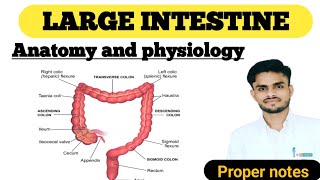 LARGE INTESTINE anatomy and physiology with proper notes ll medical nursing GNM pharmacy ll [upl. by Morentz502]