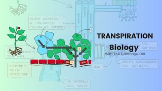 Transpiration in plantsBIOLOGY  Stage 9 Checkpoint amp IGCSE BIOLOGY [upl. by Scarlet]