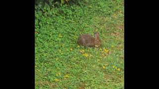 Bunny Rabbit In The Garden  July 31 2024 🐰 🐇 [upl. by Alek]