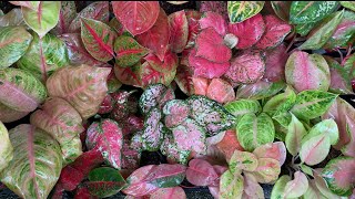 Common Aglaonema Disease After Frequent Rains and Watering Tips [upl. by Guyon]