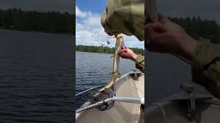 Epic Pike Fishing in Bonnechere River [upl. by Thayer]