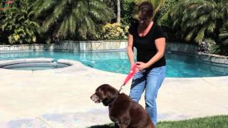 HANDS FREE TRAINING LEASH SHORT HEELING DOG LEASH WITH A HANDS FREE OPTION OFF LEASH TRAINING [upl. by Fezoj442]