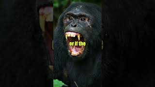 JOE ROGAN ABOUT THE MOST BRUTAL CHIMPANZEE  THE LION KILLER APES shorts animalshorts animals [upl. by Durwyn]