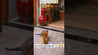 Dog VS Cat Fight Goes Wrong 😆🤣dog cat funny pets cats shorts ytshorts fighting comedy [upl. by Ahsekyw]