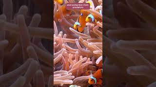 Secrets of the Clownfish and Anemone Partnership  Fascinating Bond facts [upl. by Benkley]