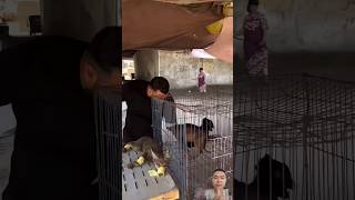 he was angry he freed the poor animals animalsrescuer shortvideo foxnews [upl. by Armalla]