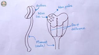 How To Draw Anther and Filament Cross Section Of Anther Drawing Stamen [upl. by Euqinomad336]