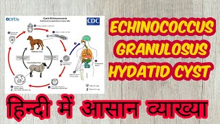 Echinococcus granulosus hydatid disease in hindi [upl. by Tuneberg]