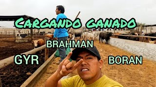 CARGANDO GANADO ARISCO PARA LOS FRIGORÍFICOS EN LIMA  BORAN  GYR  BRAHMAN  parte 2 y final [upl. by Ecirtnahc258]