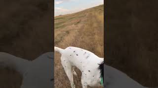 Ripley delivering Sharptail bergbrotherssetters englishsetters hunting [upl. by Grunberg]