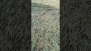 Crop lodging paddyfarming remix song [upl. by Husha]