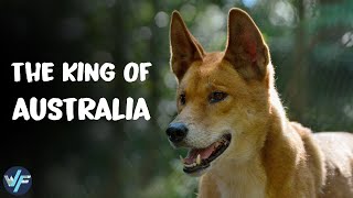 How did Dingo Become an Apex Predator in Australia [upl. by Ecirtak]