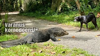 Giant Komodo Dragon came to our garden  Varaan  Dog vs Komodo komodo tropical srilanka Lizards [upl. by Kcyrred574]